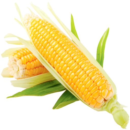 Corn Recipes