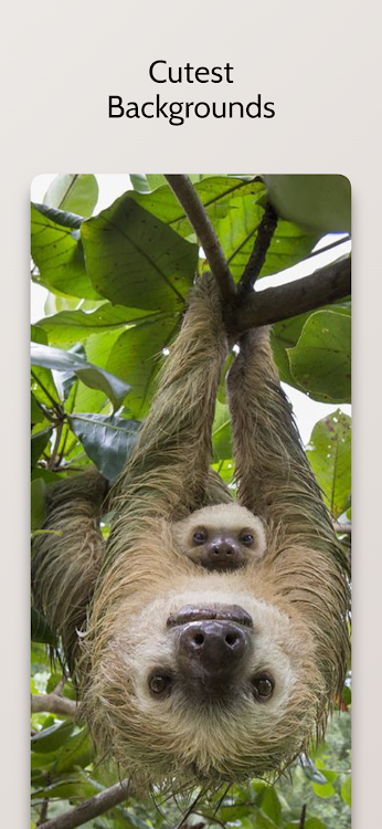 Cute Sloth Wallpaper HD - 1.0.2 - (Android)