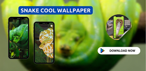 Snake Cool Wallpaper