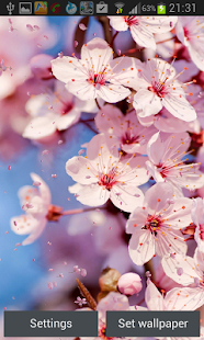 Cherry Blossom Live Wallapper Screenshot