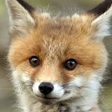 cute fox wallpaper icon