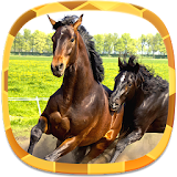 Horse Wallpapers icon