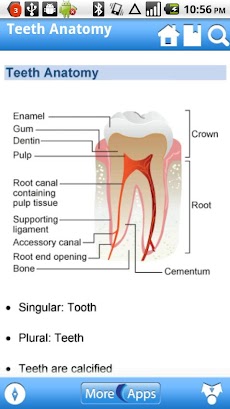 Dental (Preview)のおすすめ画像3