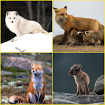 Cover Image of Download Arctic Fox, Baby Fox, Fox Wall  APK
