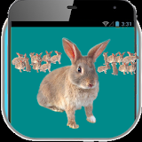 Rabbit on your Screen Prank icon
