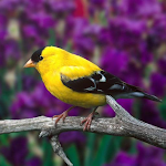Cover Image of Download Bird Sounds 1.1.1 APK