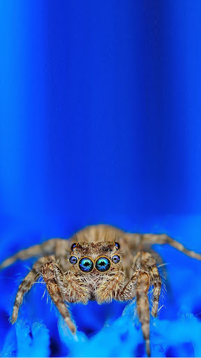 Android application Spider Wallpaper screenshort