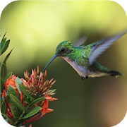 Top 17 Personalization Apps Like Hummingbirds Wallpaper - Best Alternatives