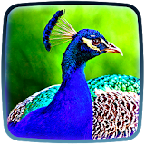 Peacock Live Wallpaper ? Pictures of Peacocks icon