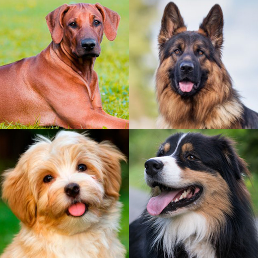 Dogs Memory Game logo