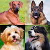 Dogs Memory Game icon