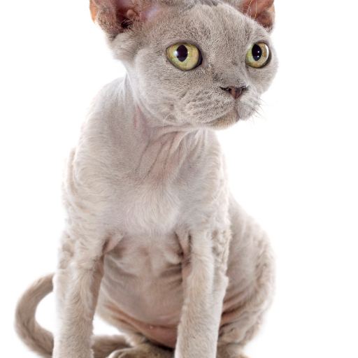 The Devon Rex Slim Cat