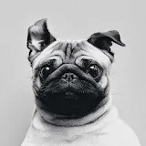 Cute Dogs Pug Wallpaper icon