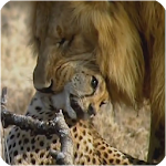 Cover Image of Download Wildlife - animal attacks videos 3.3 APK