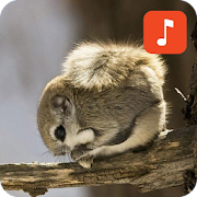 Flying squirrel sounds