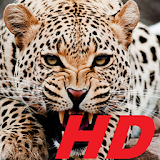 leopard wallpapers HD free special for you icon