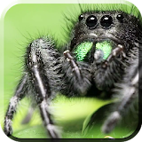 Jumping Spider LiveWP icon