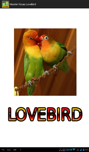Android application Master Kicau Lovebird screenshort