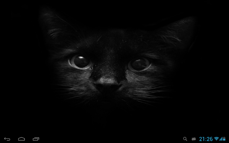 Black cats Live Wallpaper by Neygavets - (Android Apps) — AppAgg