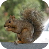 SquirrelBG: Squirrel Wallpaper icon
