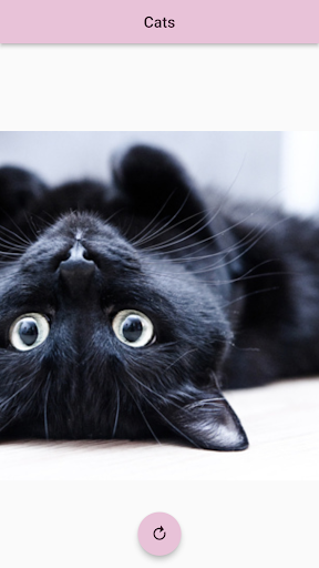 Android application Cats screenshort