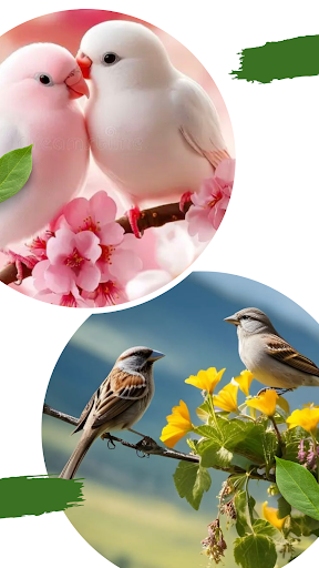 Birds Backgrounds