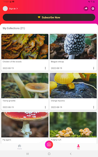 Picture Mushroom - Mushroom ID-9