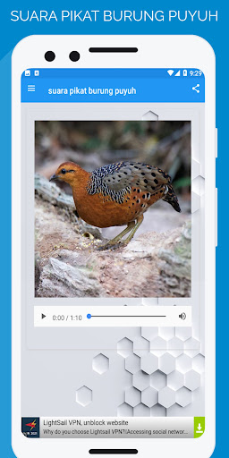 suara pikat burung puyuh Screen 3