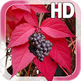 Autumn Grapes LWP icon