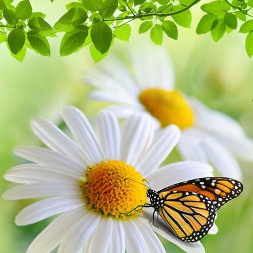 Nature Live Wallpapers HD logo
