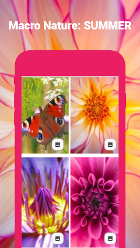 Macro Nature Wallpaper HD