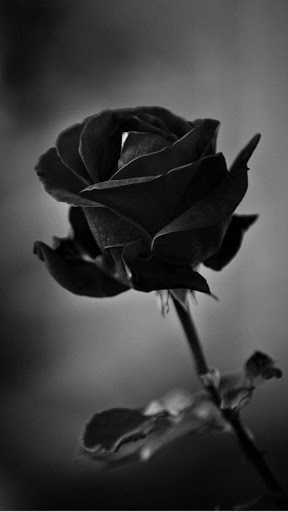 Black Rose Wallpapers HD
