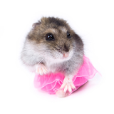 Funny Hamsters Jigsaw Puzzles icon