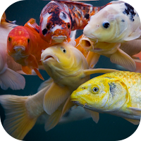 Koi Video Live Wallpaper