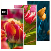 Tulip Flower Wallpaper