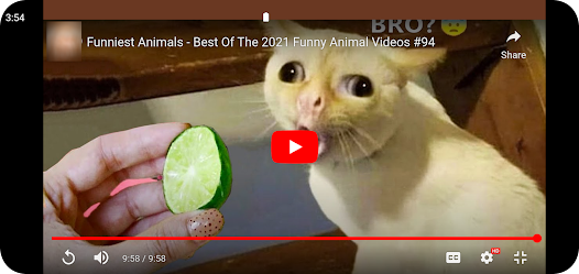Funny Animal Videos Apps on Google Play