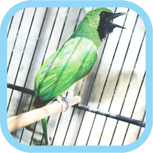 Masteran Kicau Cucak Ijo Mp3 logo