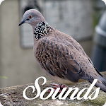 Cover Image of डाउनलोड Spotted Turtle Dove Bird Sounds and Ringtone 5.0.0 APK