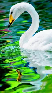 Swan Wallpapers,puzzle