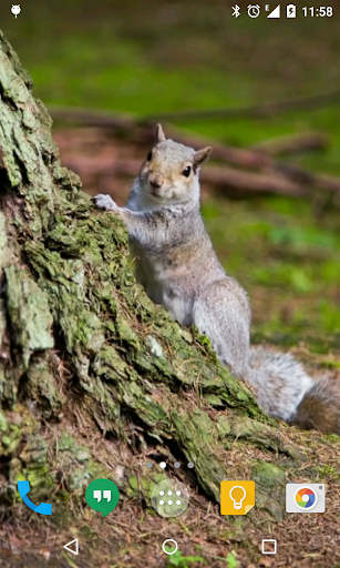 Squirrel Live Wallpaper Screen 2