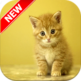 Cat wallpapers icon