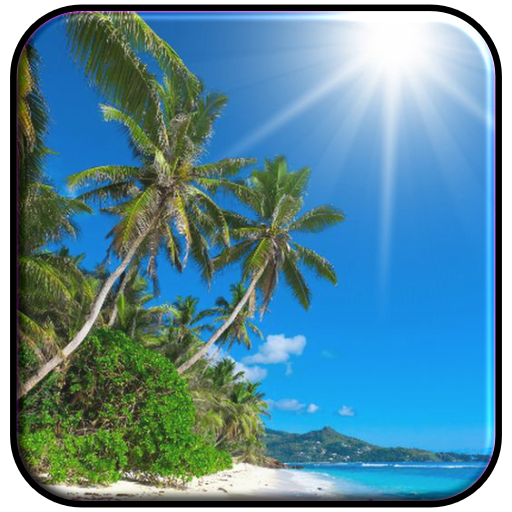 Beach Palm Tree Wallpaper Download on Windows