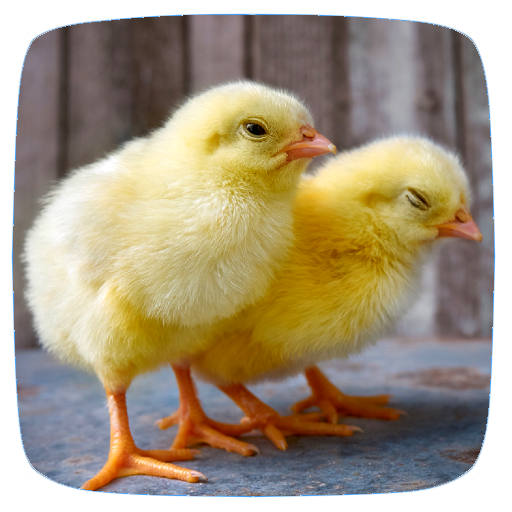 Baby Chicks Sounds logo