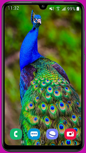 Peacock Wallpaper HD - Latest version for Android - Download APK