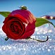 Red Rose Wallpapers - Androidアプリ
