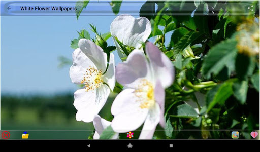 White Flower Wallpapers