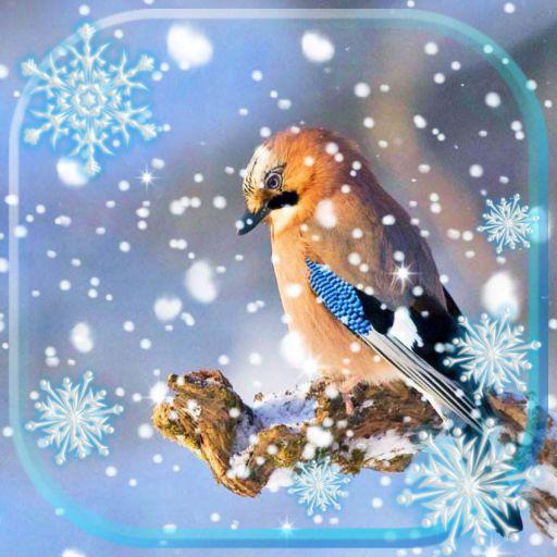 Birds Winter Live Wallpaper