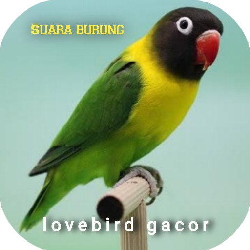 Suara burung lovebird gacor Download on Windows