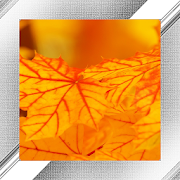 Top 30 Photography Apps Like Autumn Photo Frames - Best Alternatives