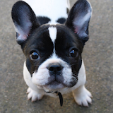 French Bulldog Dogs Wallpapers icon